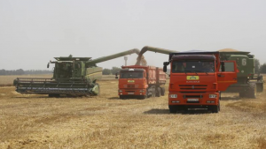 Campesinos cosechando de trigo en Tbilisskaya, Rusia / Foto: Vitaly Timkiv/Associated Press